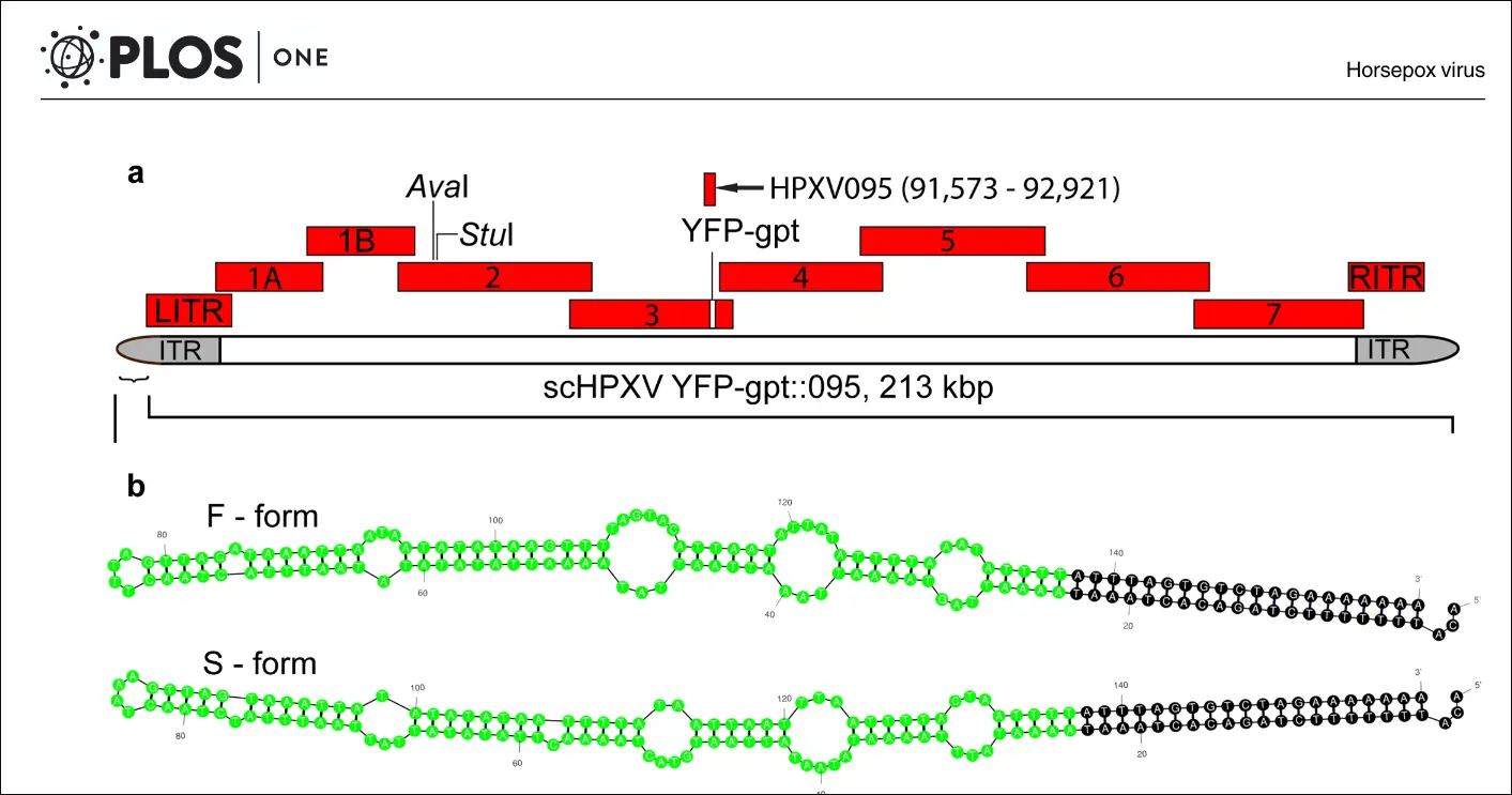 Horsepox Virus graphic
